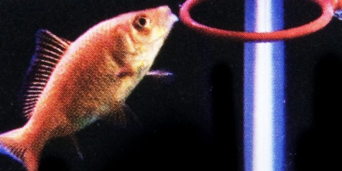Un poisson (d'avril) jouant au basket dans un aquarium
